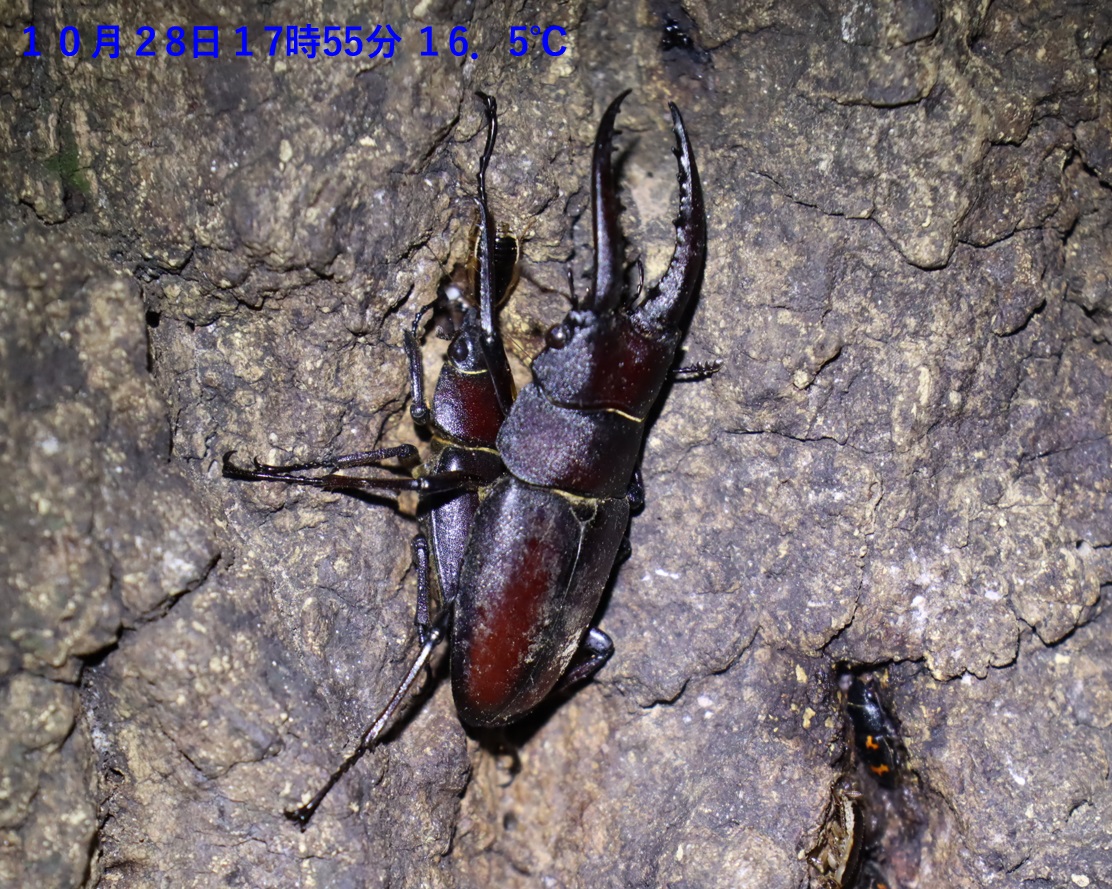 ノコギリクワガタのペア_No.3のクヌギ_クワガタ達のオアシス_2023年10月28日17時55分 気温16.5度